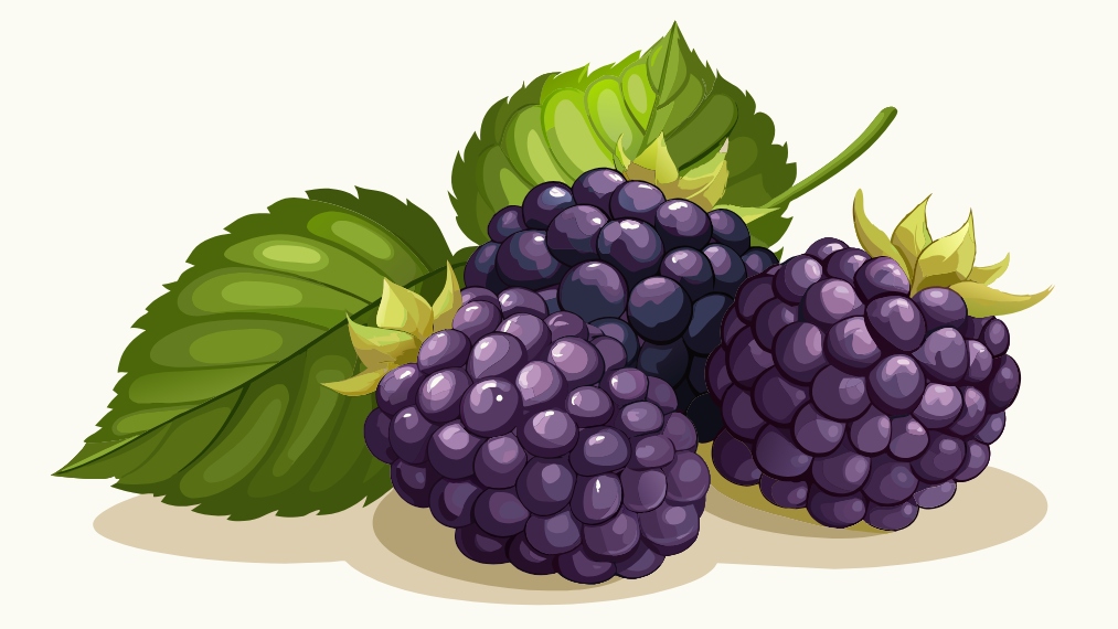 La moras como plantas medicinales