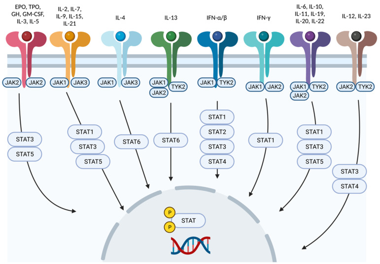 Tyk2 en enfermedades inflamatorias mediadas por el sistema inmunológico